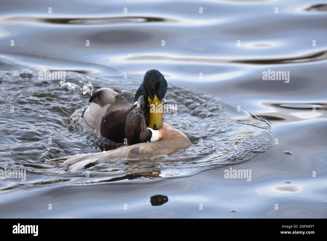 Paarungsverhalten zwischen Drake Mallard Duck (Anas platyrhynchos) und Northern Pintail x Gadwall Hybrid Duck (Anas acuta x Anas strepera) im Januar UK Stockfoto