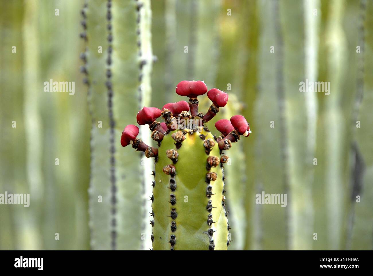 Nahaufnahme einer Kaktuspflanze mit Blumen Stockfoto