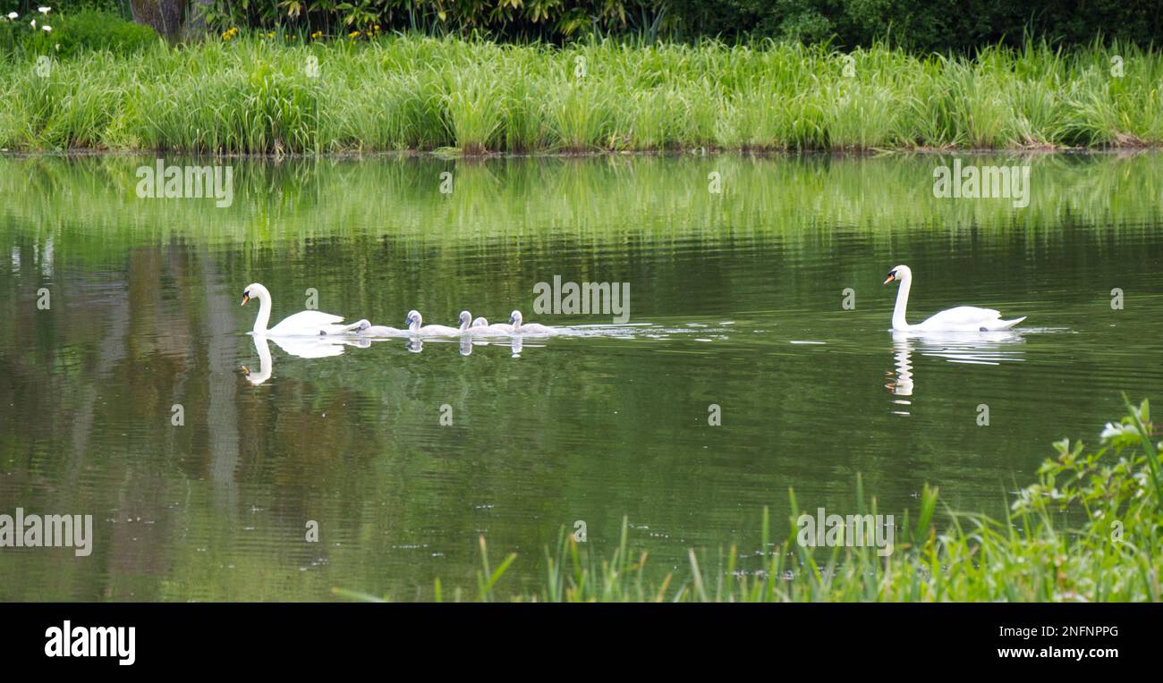 Ein Paar stumme Schwäne ( Cygnus olor ) mit Zygneten, die über einen ruhigen und reflektierenden See in Nordirland Mai gleiten Stockfoto