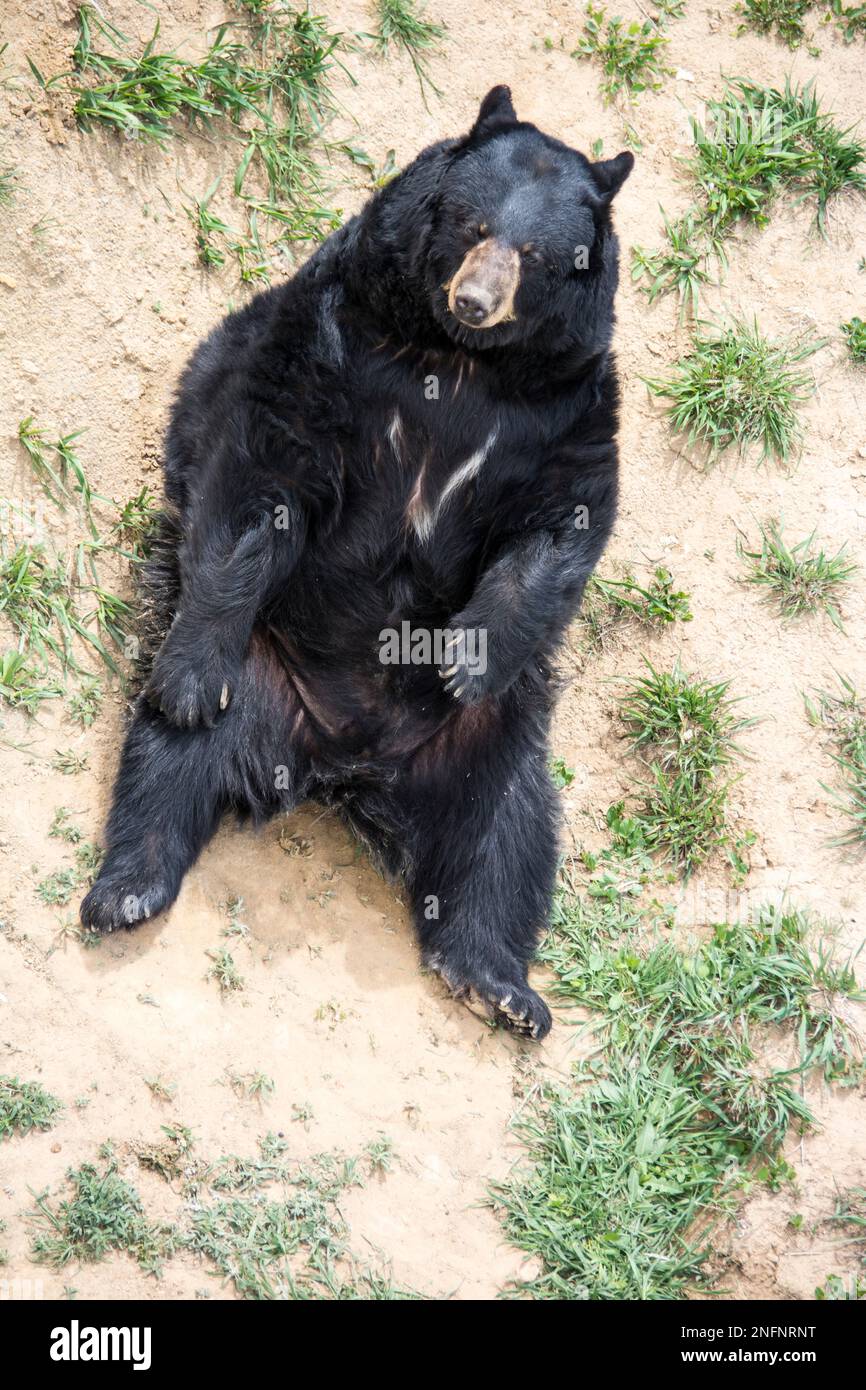 Black Bear, Ursus americanus, im Wildlife Sanctuary in Keenesburg, Colorado, USA Stockfoto