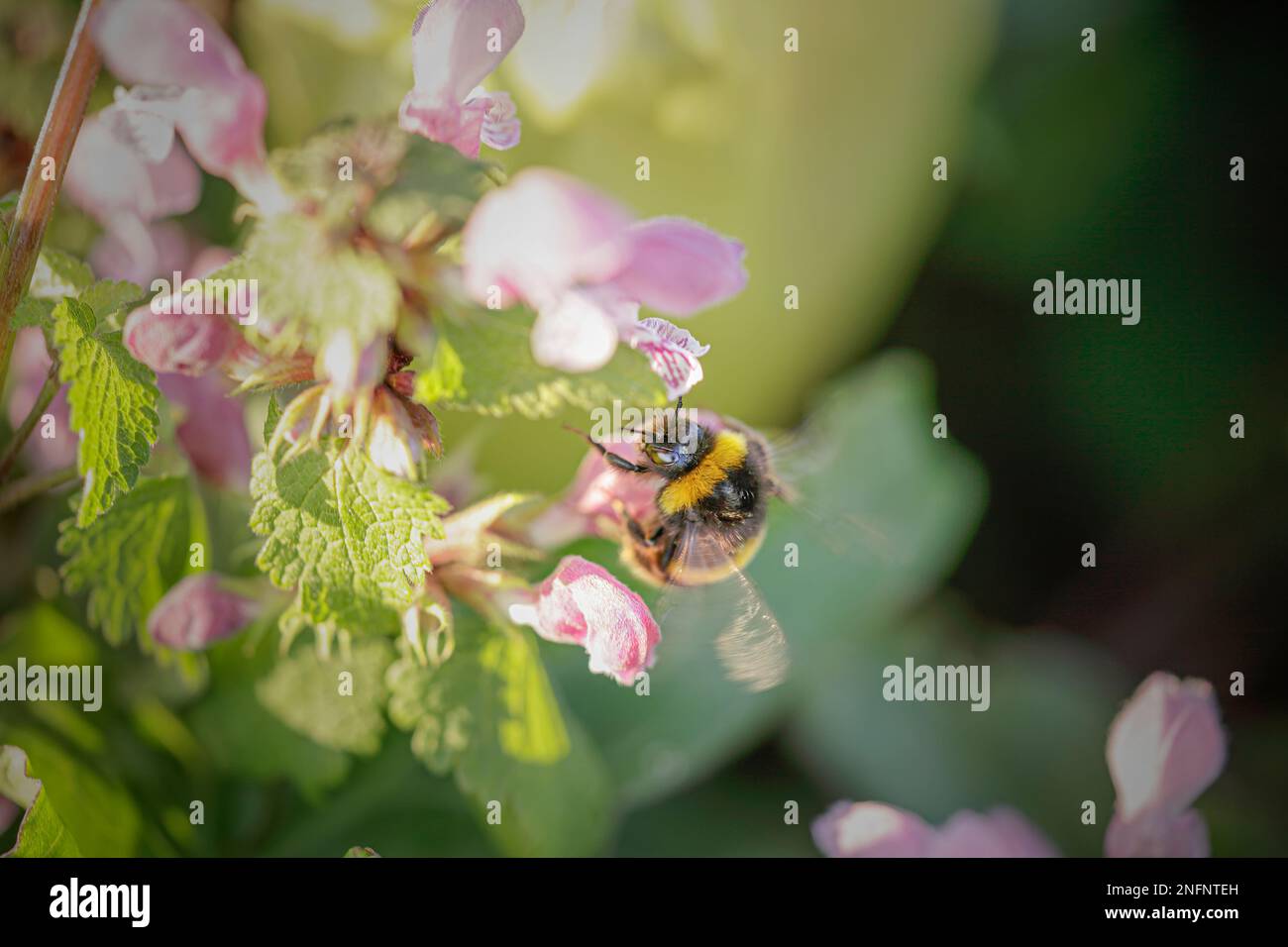 Im Frühling auf einer Wiese aus Nordportugal über Nesselblüten flackern Bienen. Stockfoto