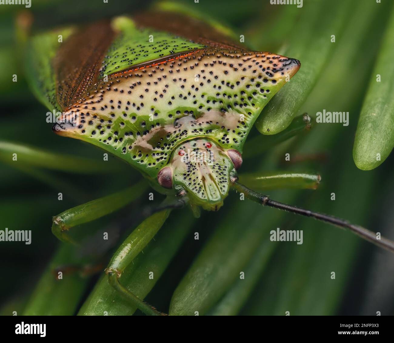 Nahaufnahme von Hawthorn Shieldbug (Acanthosoma haemorrhoidale), der auf einem Nadelbaum überwintert. Tipperary, Irland Stockfoto