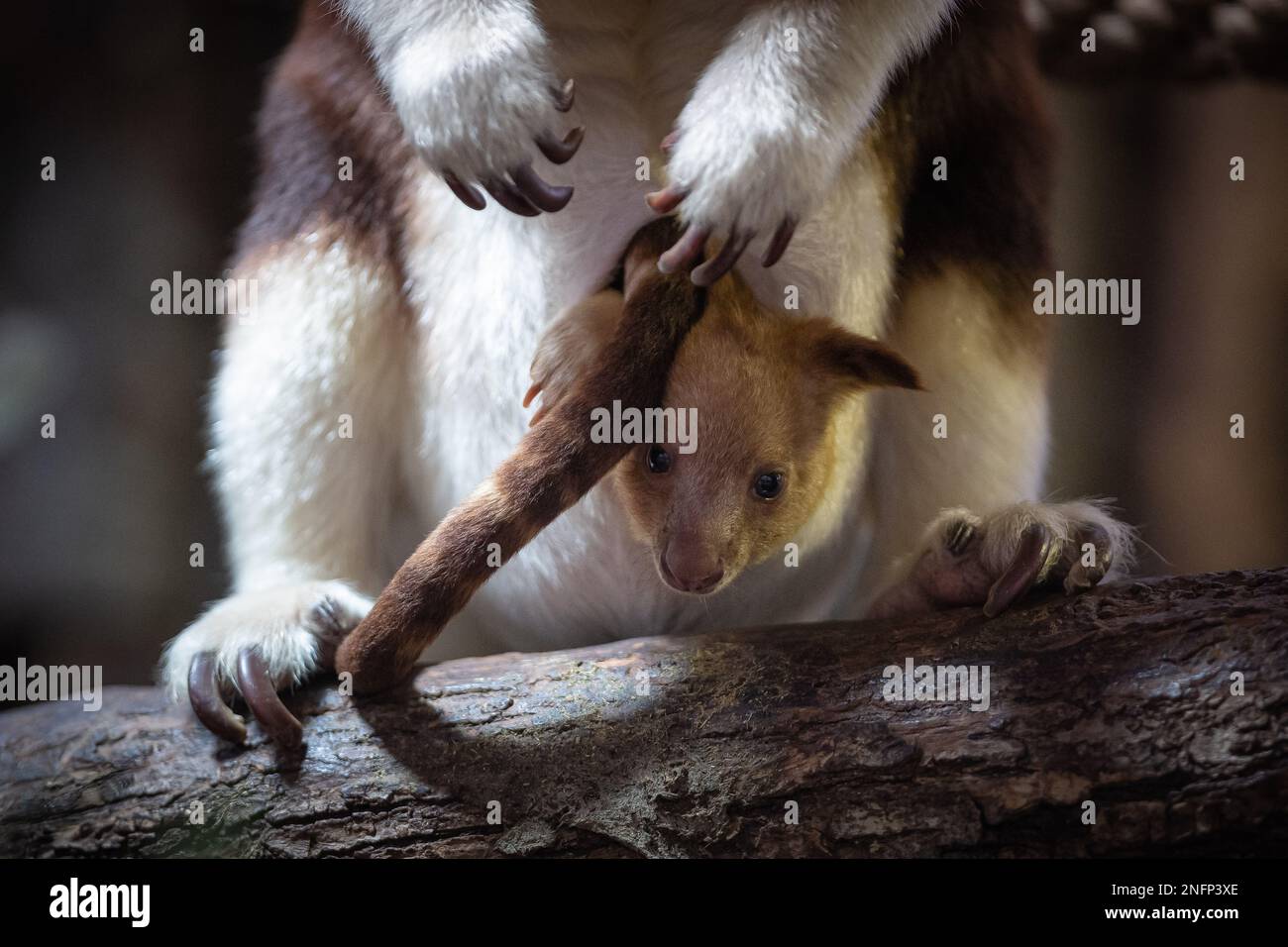 PARIS, 18. Februar 2023 (Xinhua) – Ein Goodfellow's Tree Känguru joey schaut aus dem Beutel seiner Mutter in einem Zoo in Paris, Frankreich, 17. Februar 2023. Das Baumkänguru des Goodfellow ist auf der Roten Liste bedrohter Arten der Internationalen Union für Naturschutz (IUCN) als „gefährdet“ eingestuft. (Foto: Aurelien Morissard/Xinhua) Stockfoto