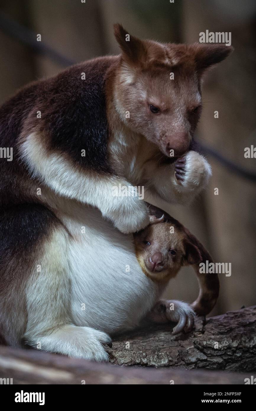 PARIS, 18. Februar 2023 (Xinhua) – Ein Goodfellow's Tree Känguru joey schaut aus dem Beutel seiner Mutter in einem Zoo in Paris, Frankreich, 17. Februar 2023. Das Baumkänguru des Goodfellow ist auf der Roten Liste bedrohter Arten der Internationalen Union für Naturschutz (IUCN) als „gefährdet“ eingestuft. (Foto: Aurelien Morissard/Xinhua) Stockfoto