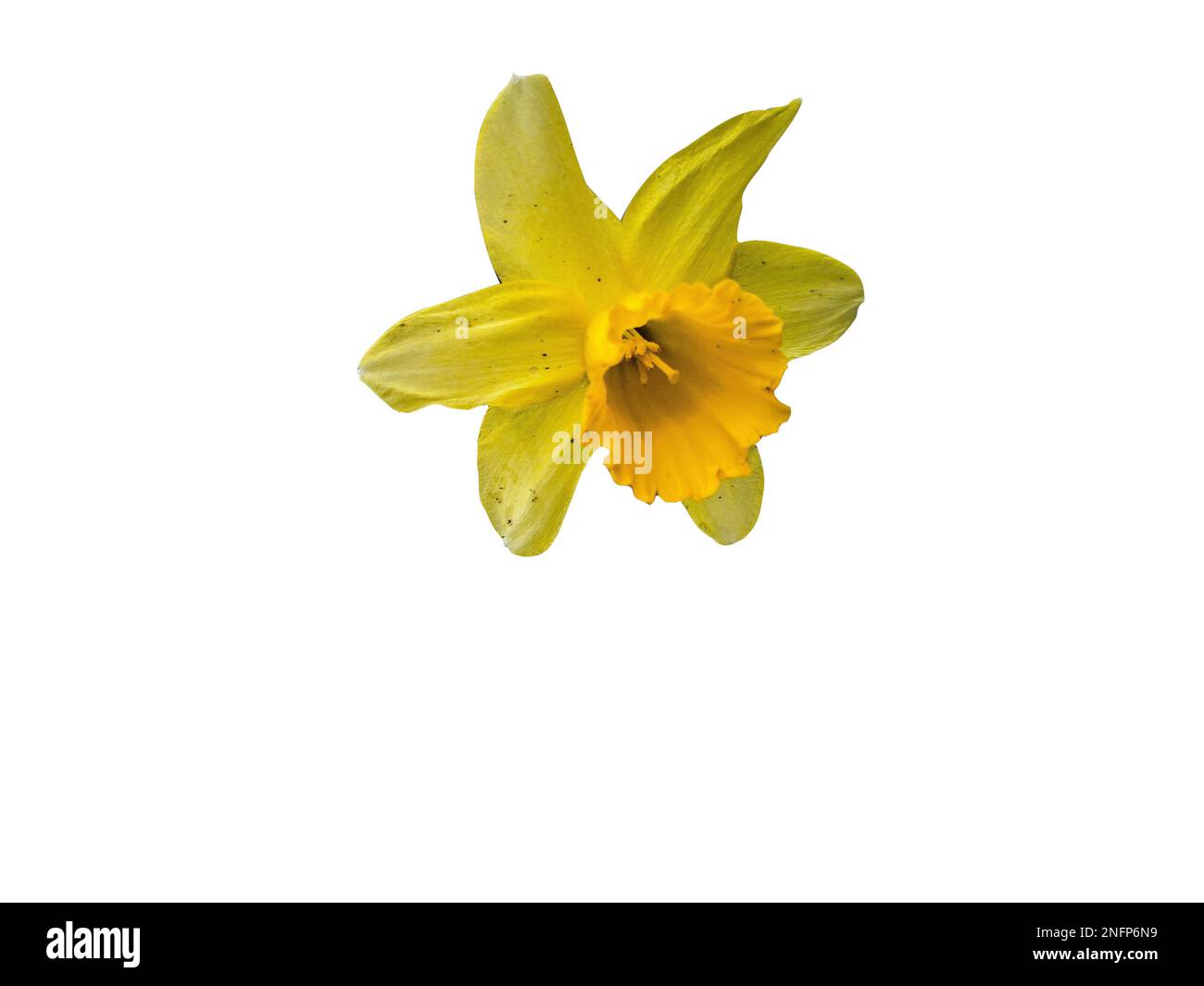 Gelbe Lilienblume isoliert auf Weiß Stockfoto
