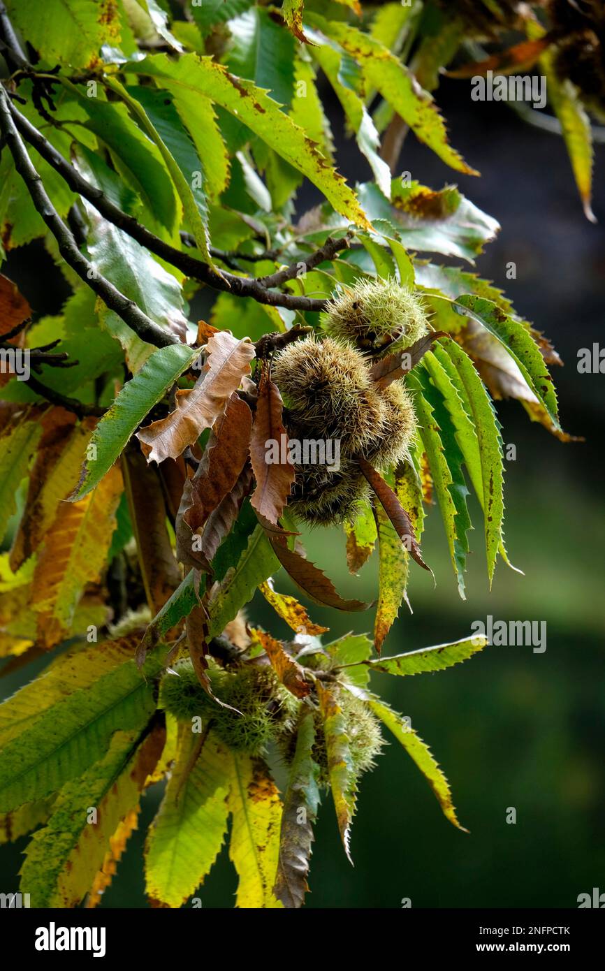 Kastanie (Castanea sativa) im Herbst Stockfoto