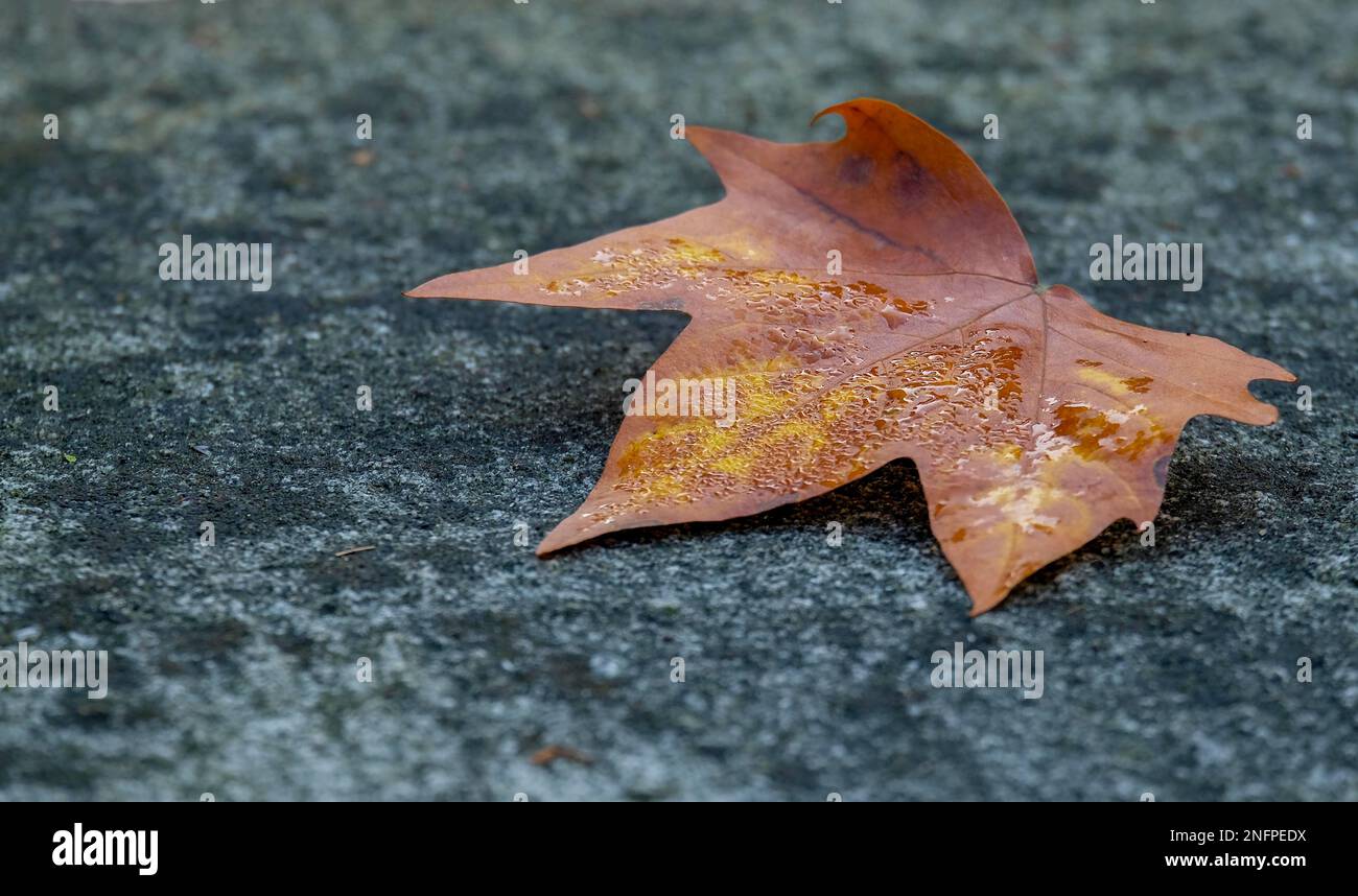 Herbstblatt liegt an der Wand Stockfoto