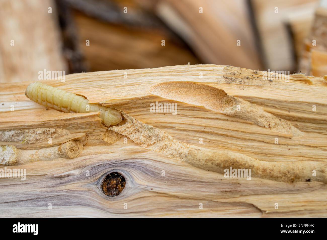 Rinde Käfer Larve in Holz Stockfoto