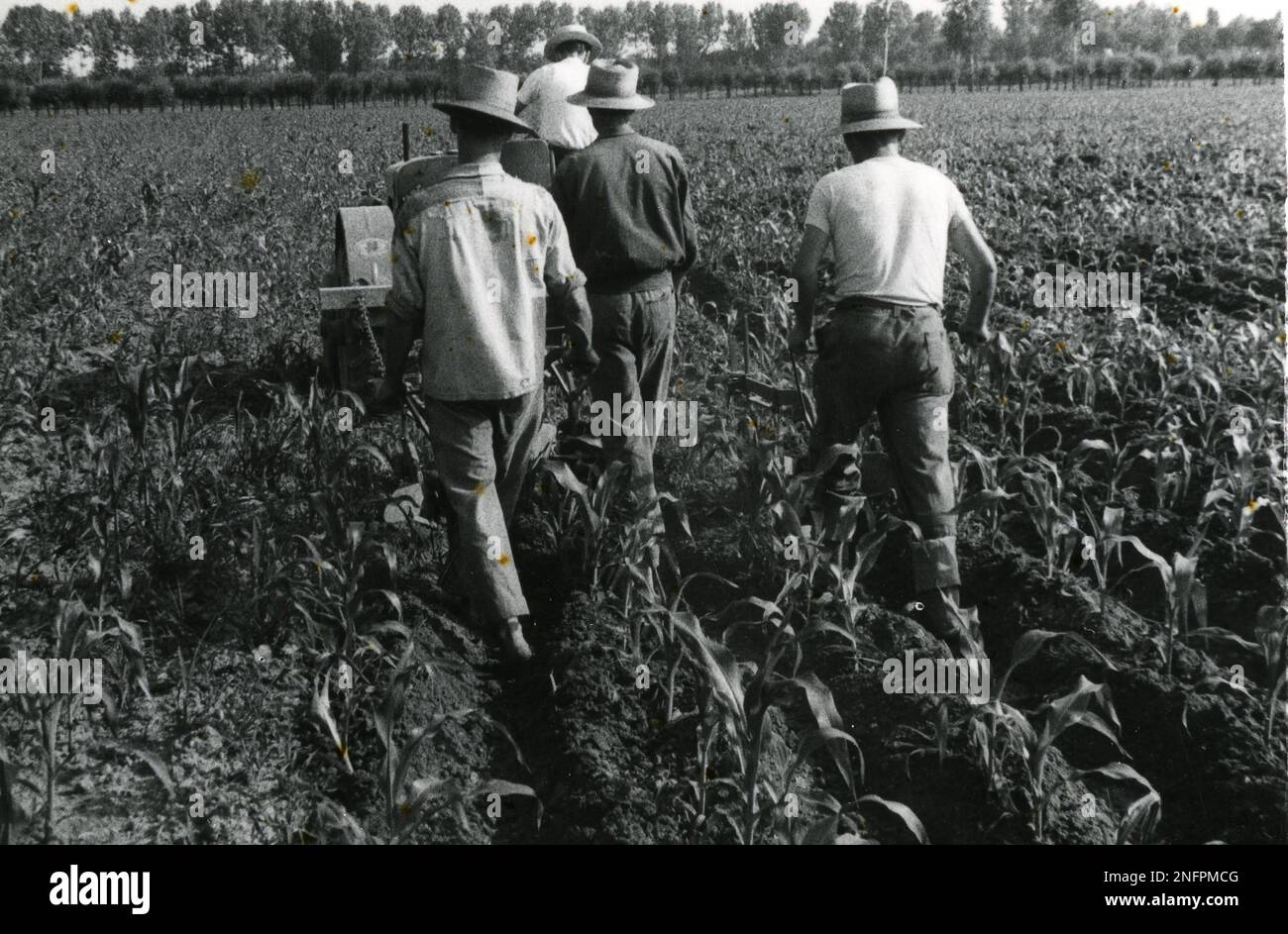 Agricoltura e Allevamento in Lombardei - Coltivazione del granoturco (Mais) (anni 50) Stockfoto