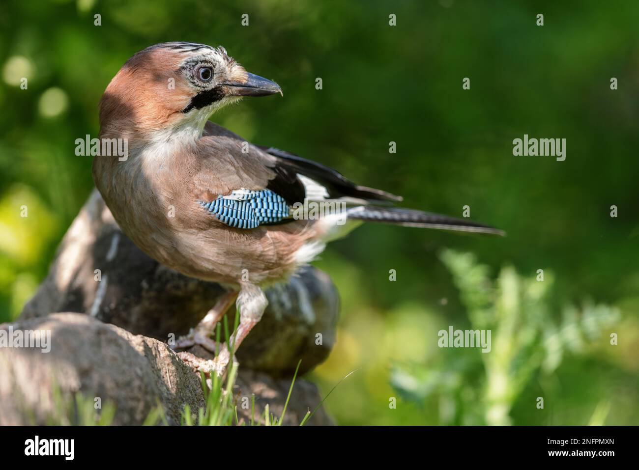 Eurasian jay (Garrulus glandarius), der im Frühling auf einem Felsen sitzt. Stockfoto