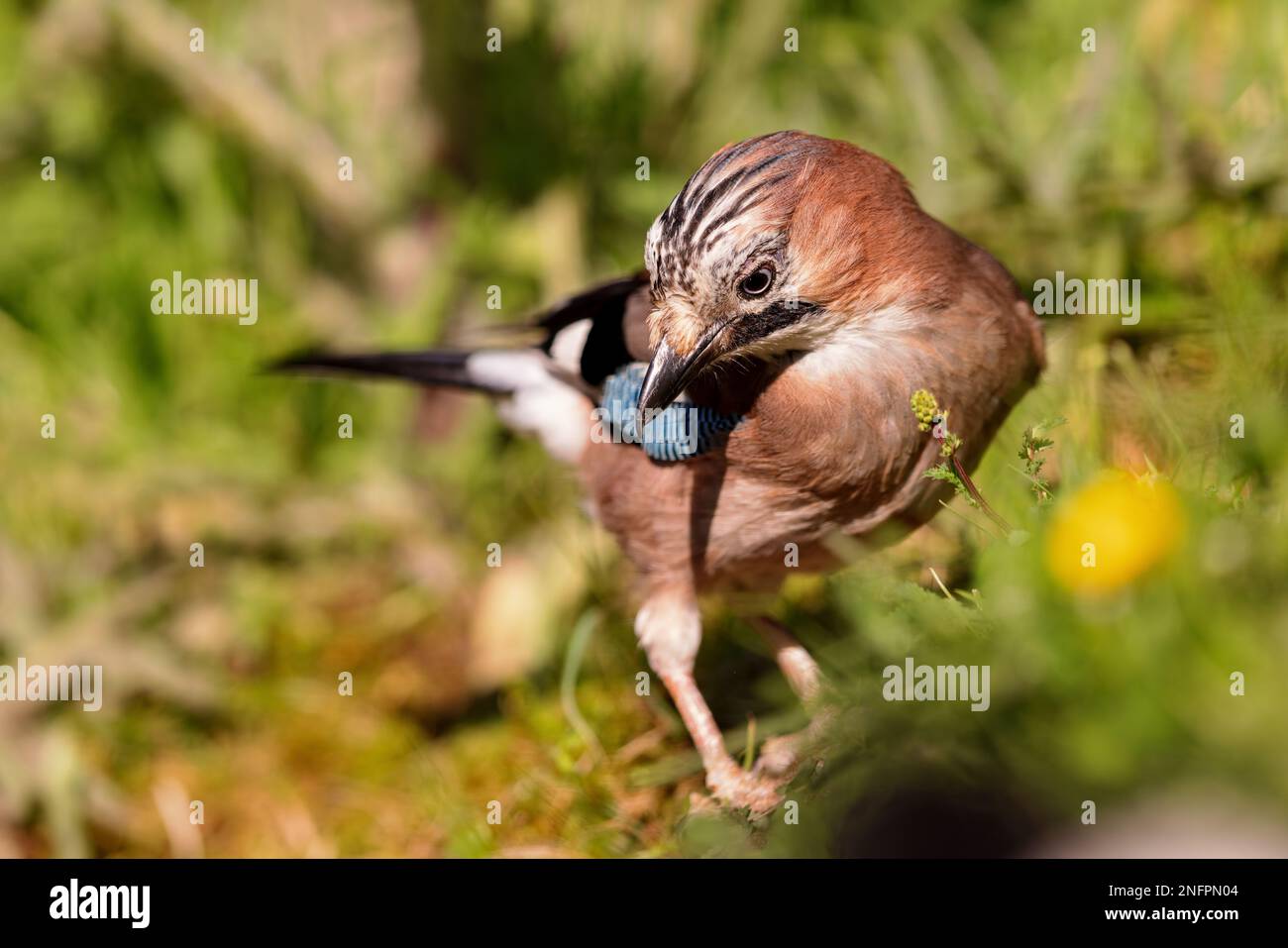 Eurasischer jay (Garrulus glandarius), der im Frühling an einem Teich sitzt. Stockfoto