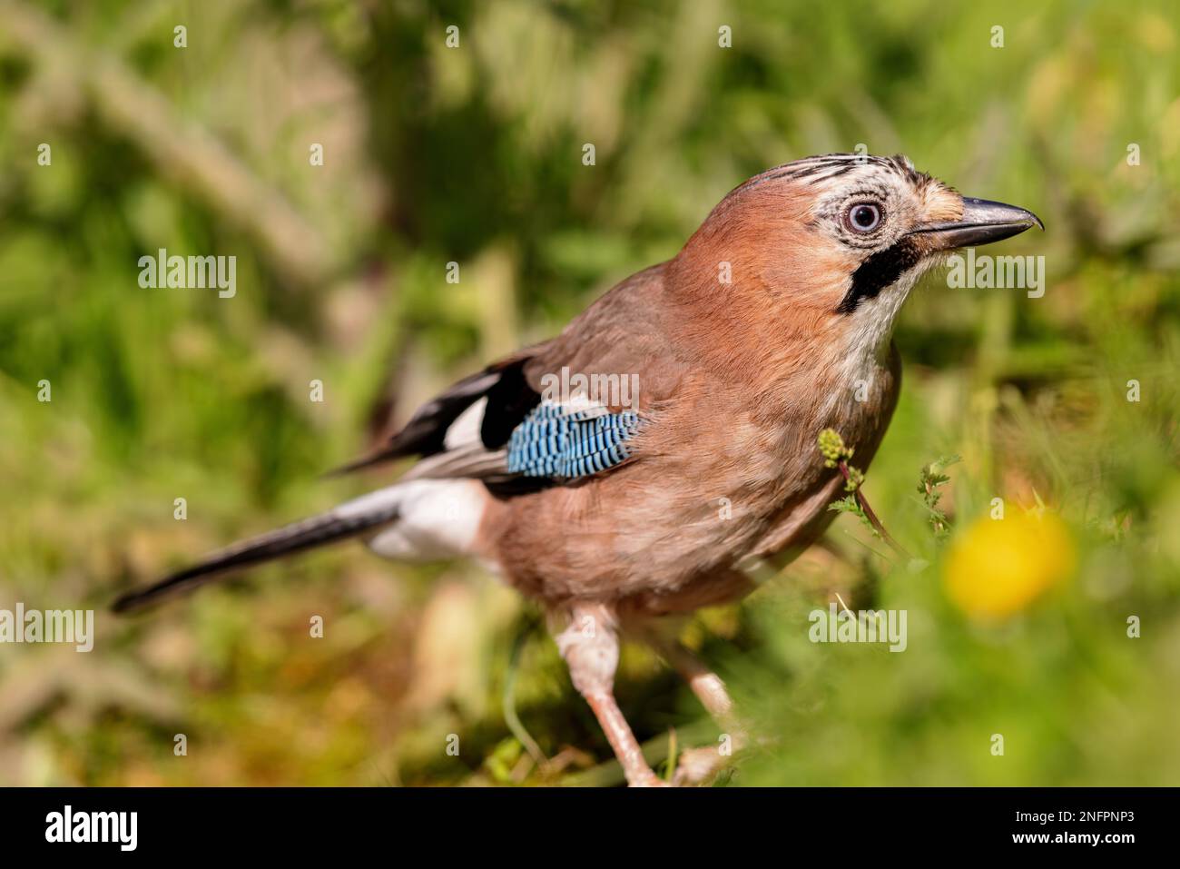 Eurasischer jay (Garrulus glandarius), der im Frühling an einem Teich sitzt. Stockfoto