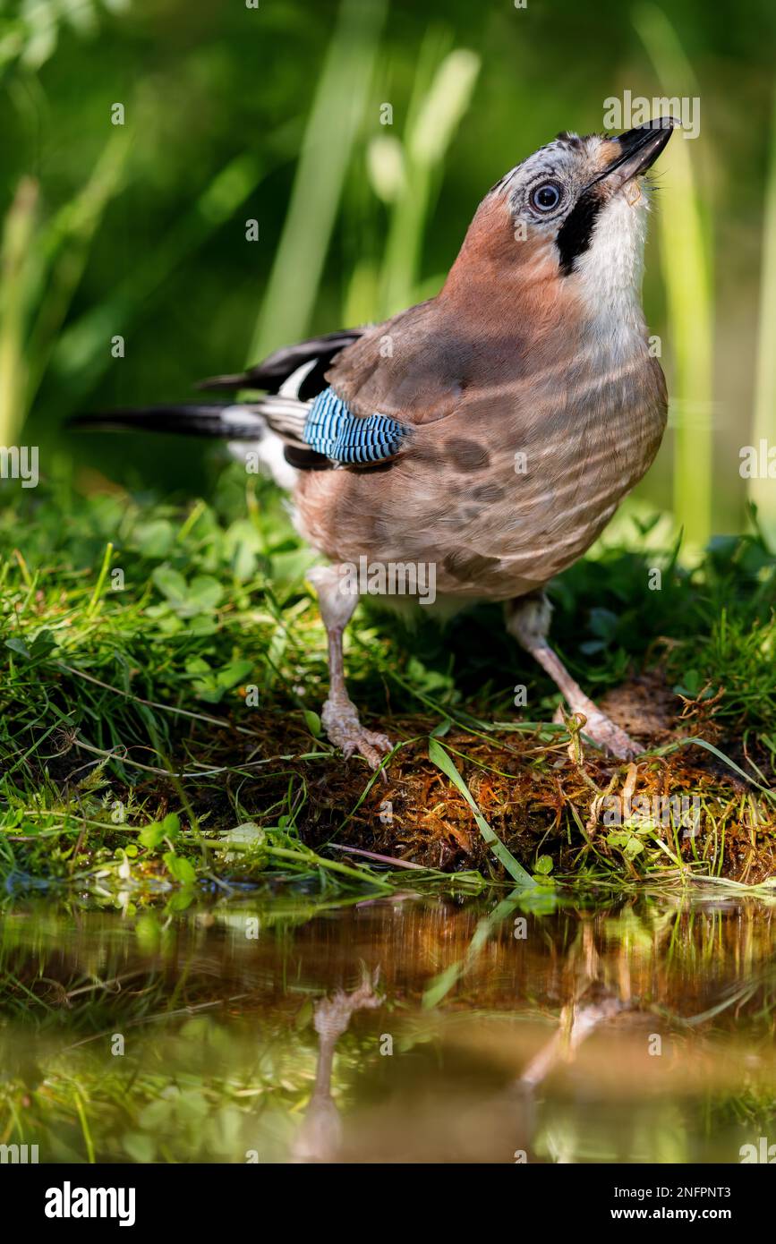 Eurasischer jay (Garrulus glandarius), der im Frühling an einem Teich sitzt. Stockfoto