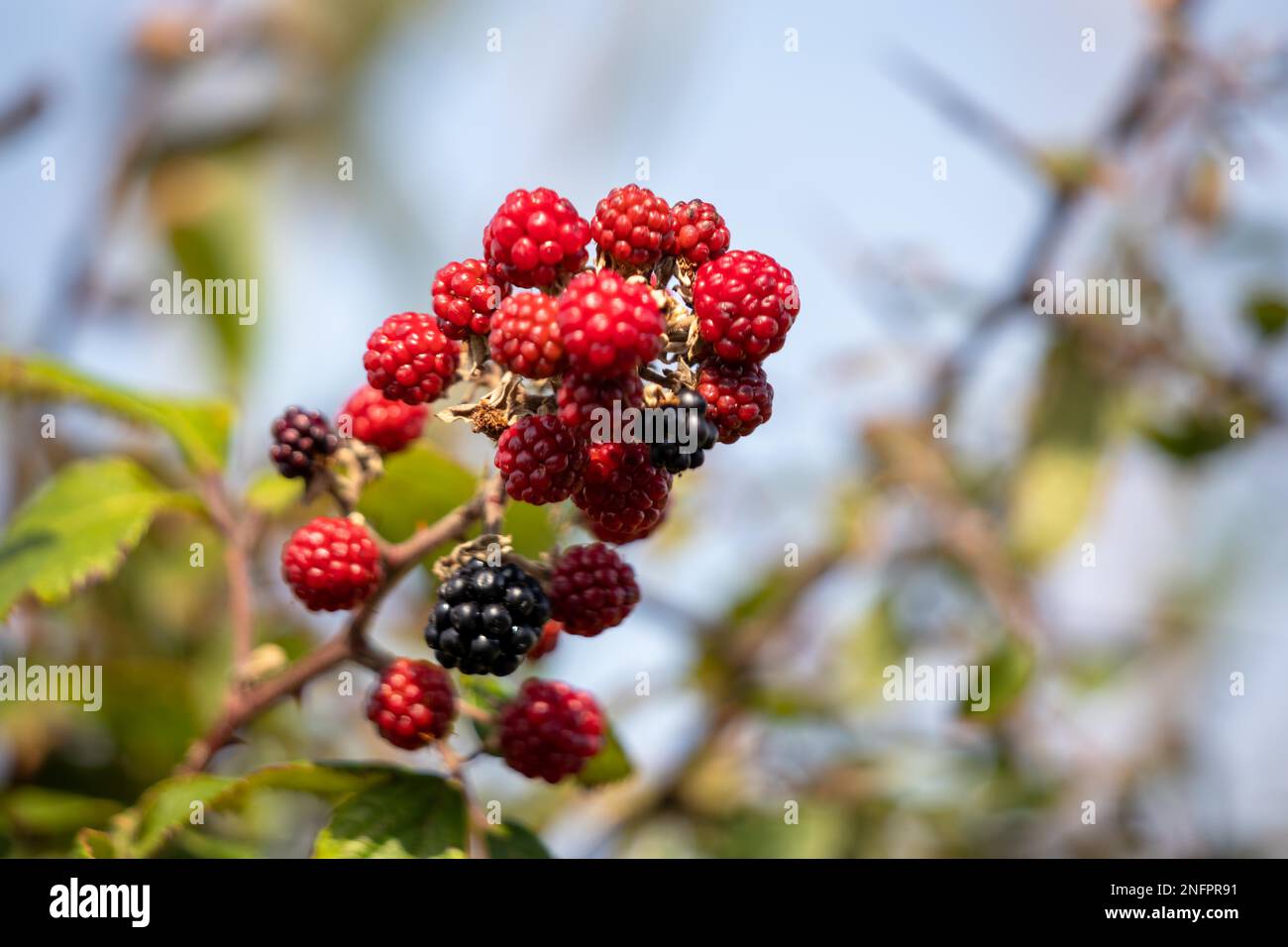 Wilden Brombeeren reifen im Herbst Sonnenschein in der Nähe von Little Haven Stockfoto