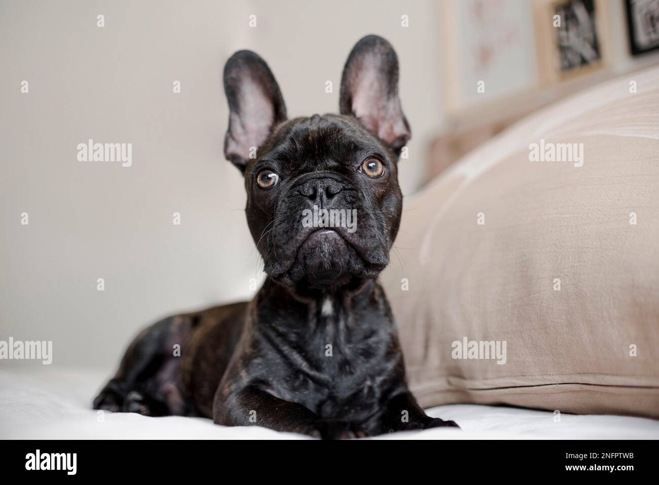 Nahaufnahme einer hübschen kleinen französischen Bulldogge Stockfoto
