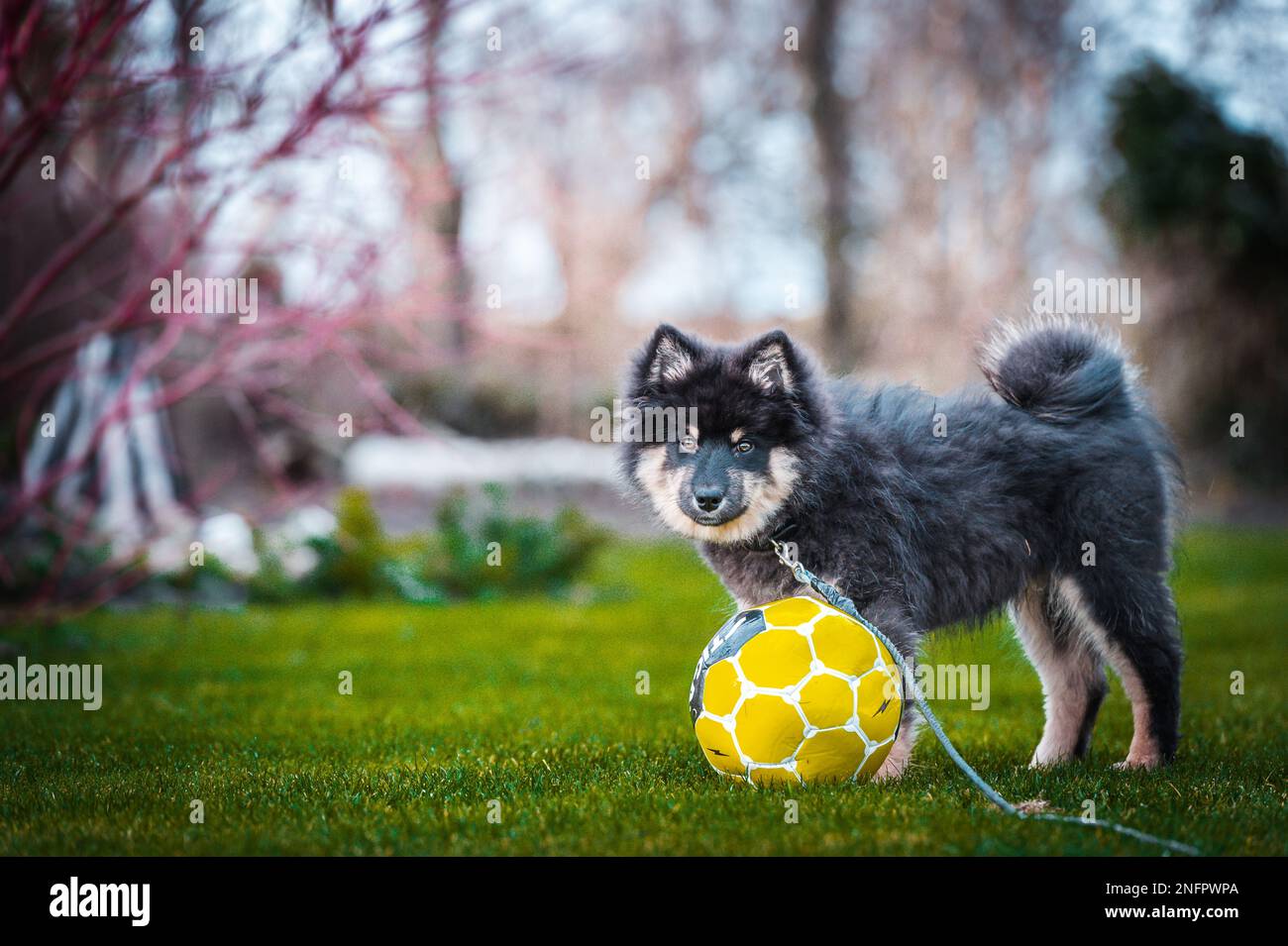 Ein süßes kleines Hündchen, das frei spielt und läuft. Ein finnischer Lapphund, der gerne herumläuft. Der Hund ist der beste Freund des Menschen Stockfoto