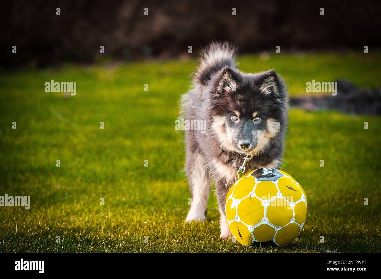 Ein süßes kleines Hündchen, das frei spielt und läuft. Ein finnischer Lapphund, der gerne herumläuft. Der Hund ist der beste Freund des Menschen Stockfoto