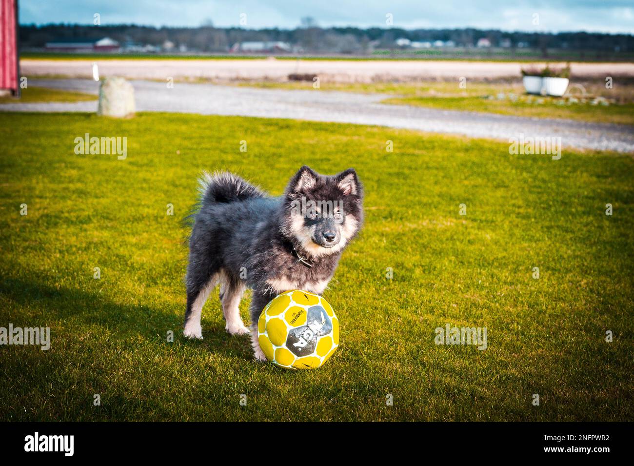 Ein süßes kleines Hündchen, das frei spielt und läuft. Ein finnischer Lapphund, der gerne herumläuft. Der Hund ist der beste Freund des Menschen Stockfoto