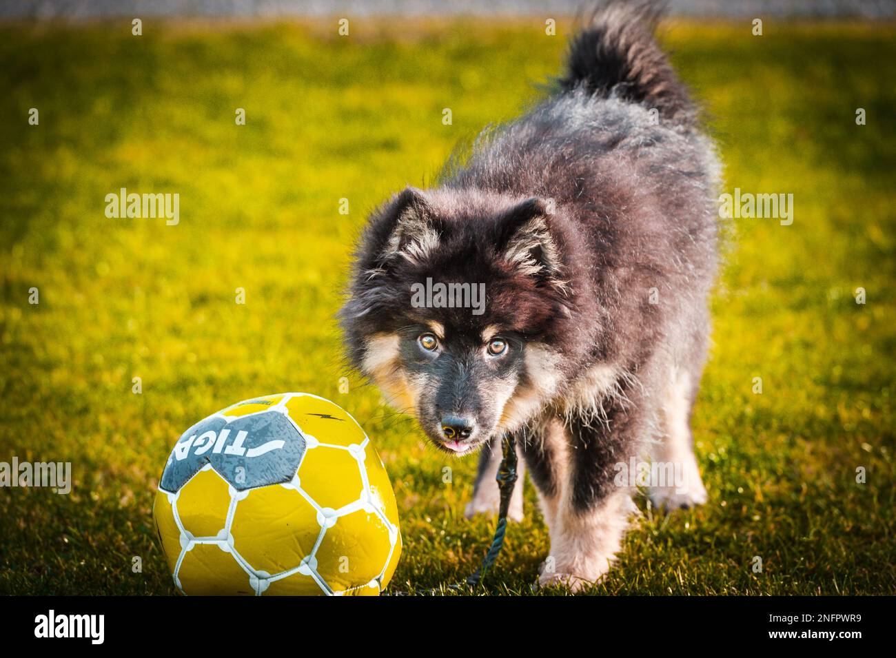 Ein süßes kleines Hündchen, das frei spielt und läuft. Ein finnischer Lapphund, der gerne herumläuft. Der Hund ist der beste Freund des Menschen Stockfoto