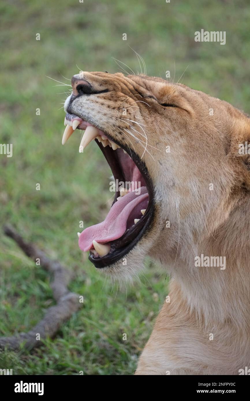 Löwe mit großen Zähnen, gähnt in der Masai Mara Stockfoto