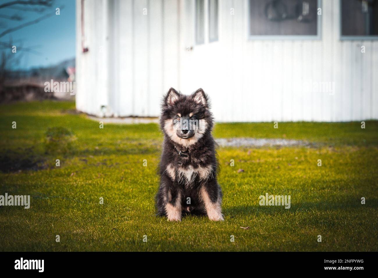 Ein süßes kleines Hündchen, das frei spielt und läuft. Ein finnischer Lapphund, der gerne herumläuft. Der Hund ist der beste Freund des Menschen Stockfoto