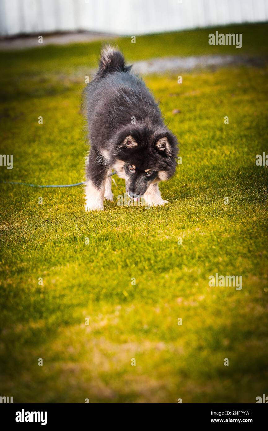 Ein süßes kleines Hündchen, das frei spielt und läuft. Ein finnischer Lapphund, der gerne herumläuft. Der Hund ist der beste Freund des Menschen Stockfoto