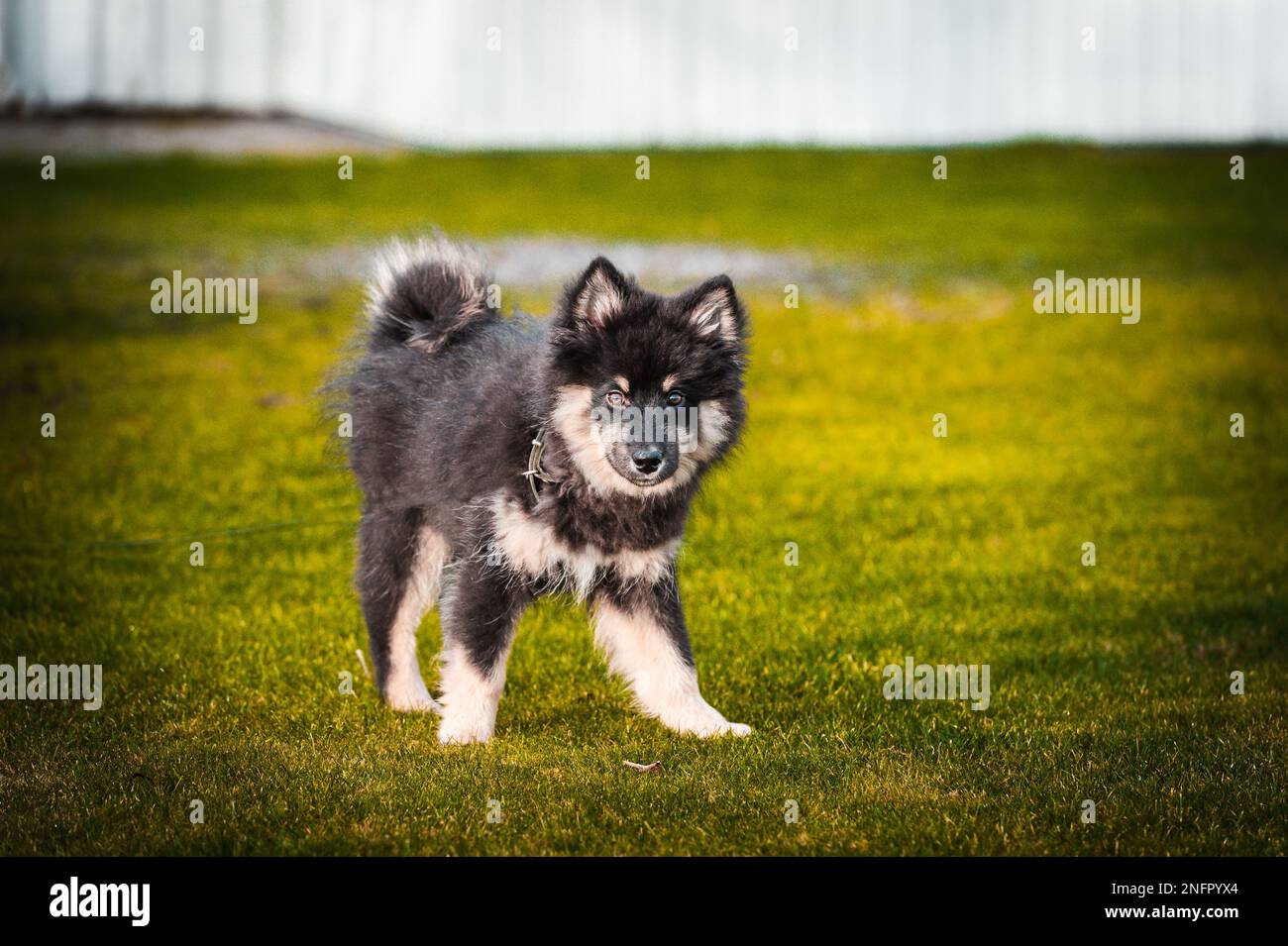 Ein süßes kleines Hündchen, das frei spielt und läuft. Ein finnischer Lapphund, der gerne herumläuft. Der Hund ist der beste Freund des Menschen Stockfoto