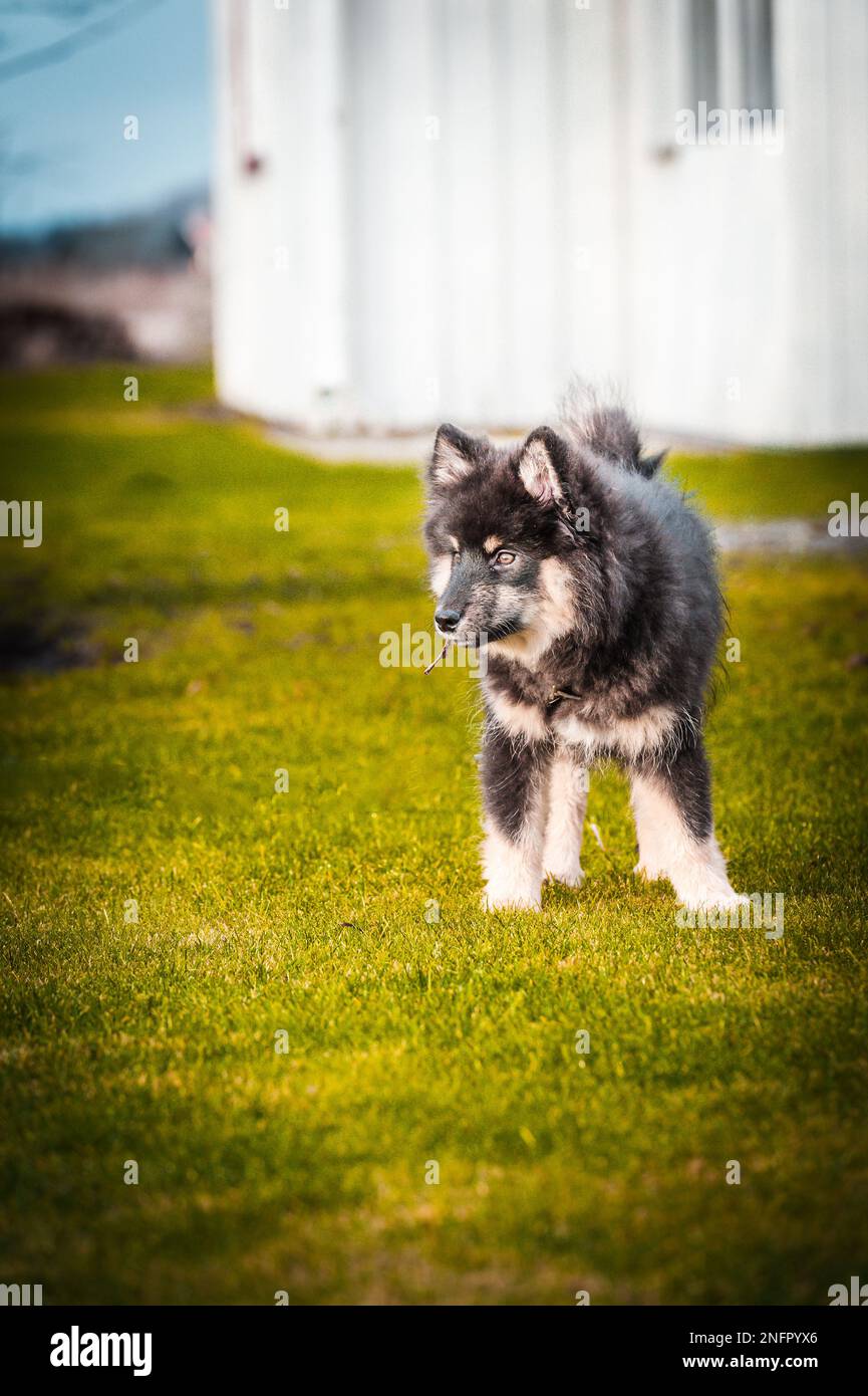 Ein süßes kleines Hündchen, das frei spielt und läuft. Ein finnischer Lapphund, der gerne herumläuft. Der Hund ist der beste Freund des Menschen Stockfoto
