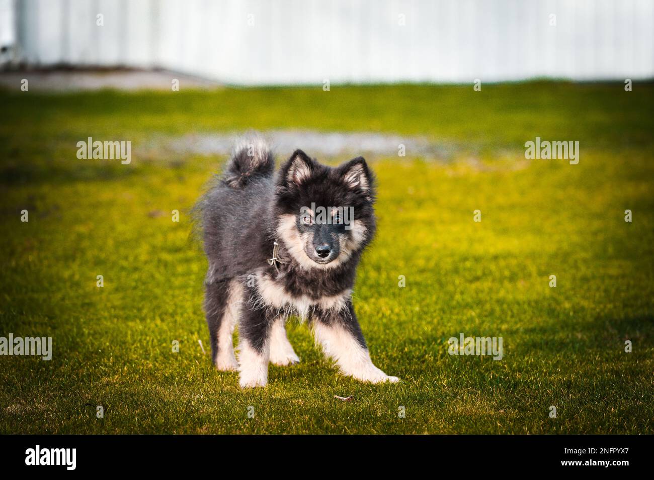Ein süßes kleines Hündchen, das frei spielt und läuft. Ein finnischer Lapphund, der gerne herumläuft. Der Hund ist der beste Freund des Menschen Stockfoto