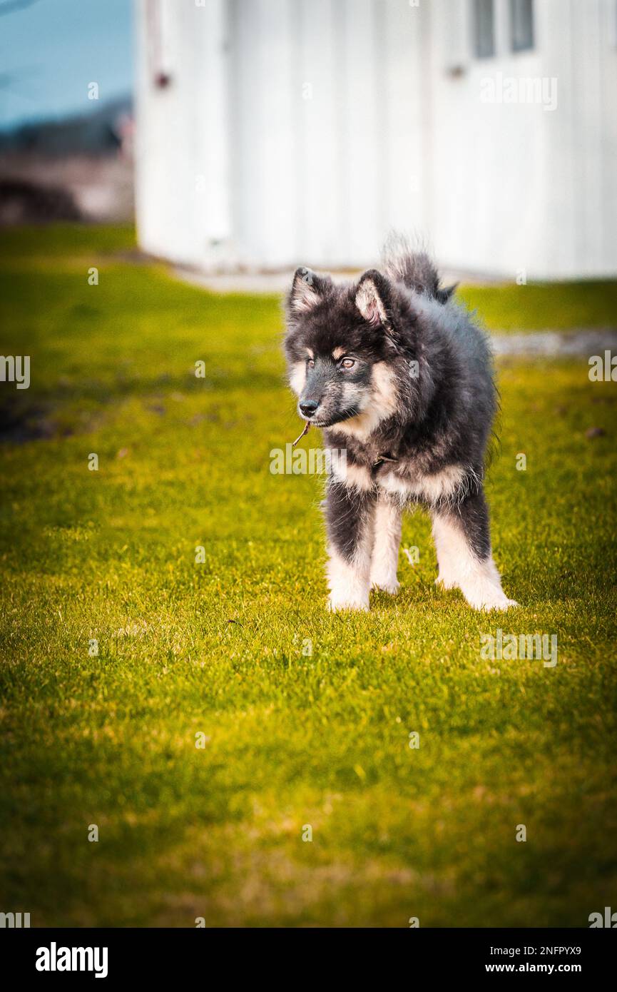 Ein süßes kleines Hündchen, das frei spielt und läuft. Ein finnischer Lapphund, der gerne herumläuft. Der Hund ist der beste Freund des Menschen Stockfoto