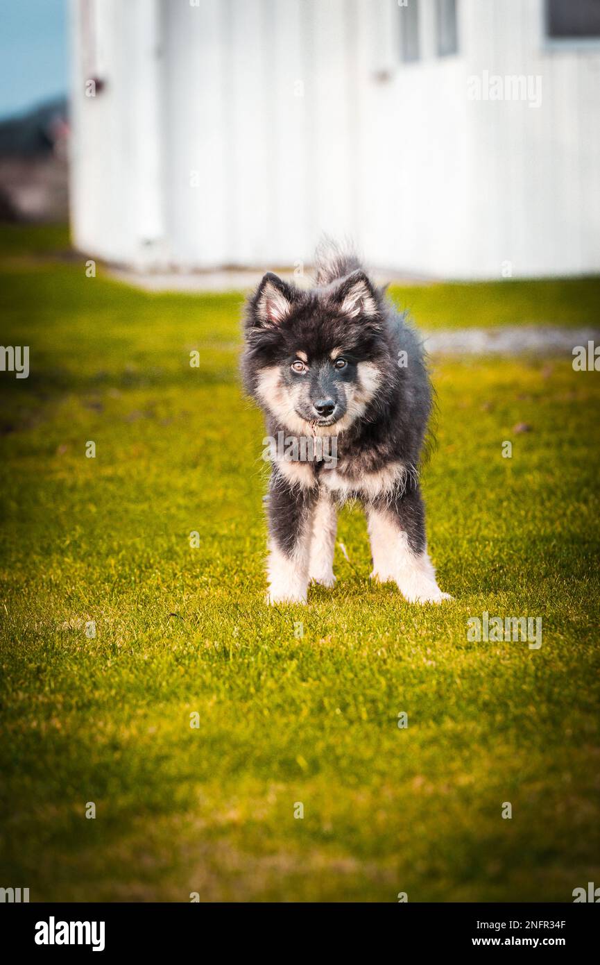 Ein süßes kleines Hündchen, das frei spielt und läuft. Ein finnischer Lapphund, der gerne herumläuft. Der Hund ist der beste Freund des Menschen Stockfoto