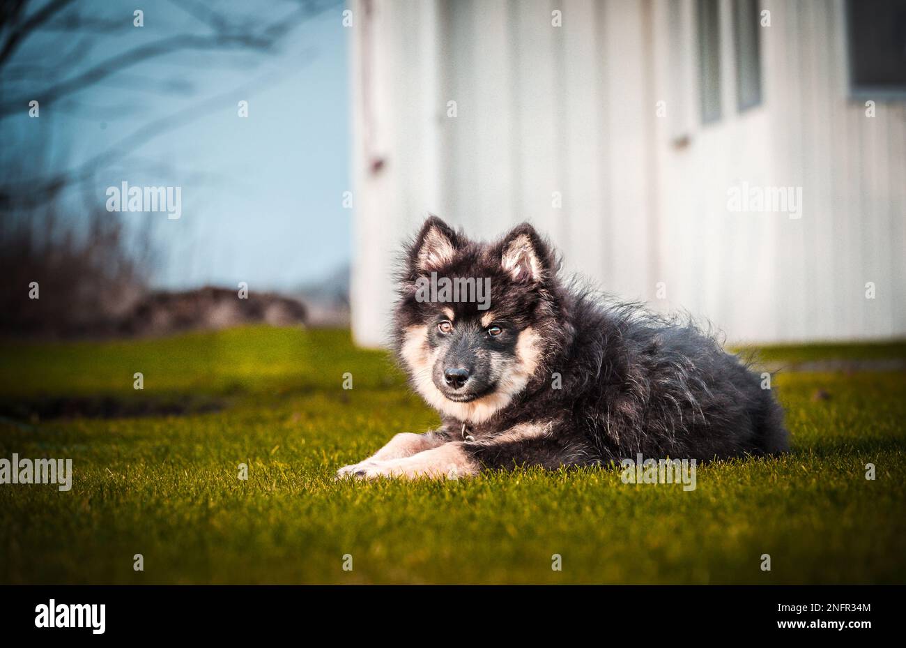 Ein süßes kleines Hündchen, das frei spielt und läuft. Ein finnischer Lapphund, der gerne herumläuft. Der Hund ist der beste Freund des Menschen Stockfoto