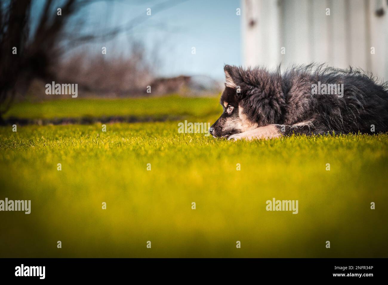 Ein süßes kleines Hündchen, das frei spielt und läuft. Ein finnischer Lapphund, der gerne herumläuft. Der Hund ist der beste Freund des Menschen Stockfoto
