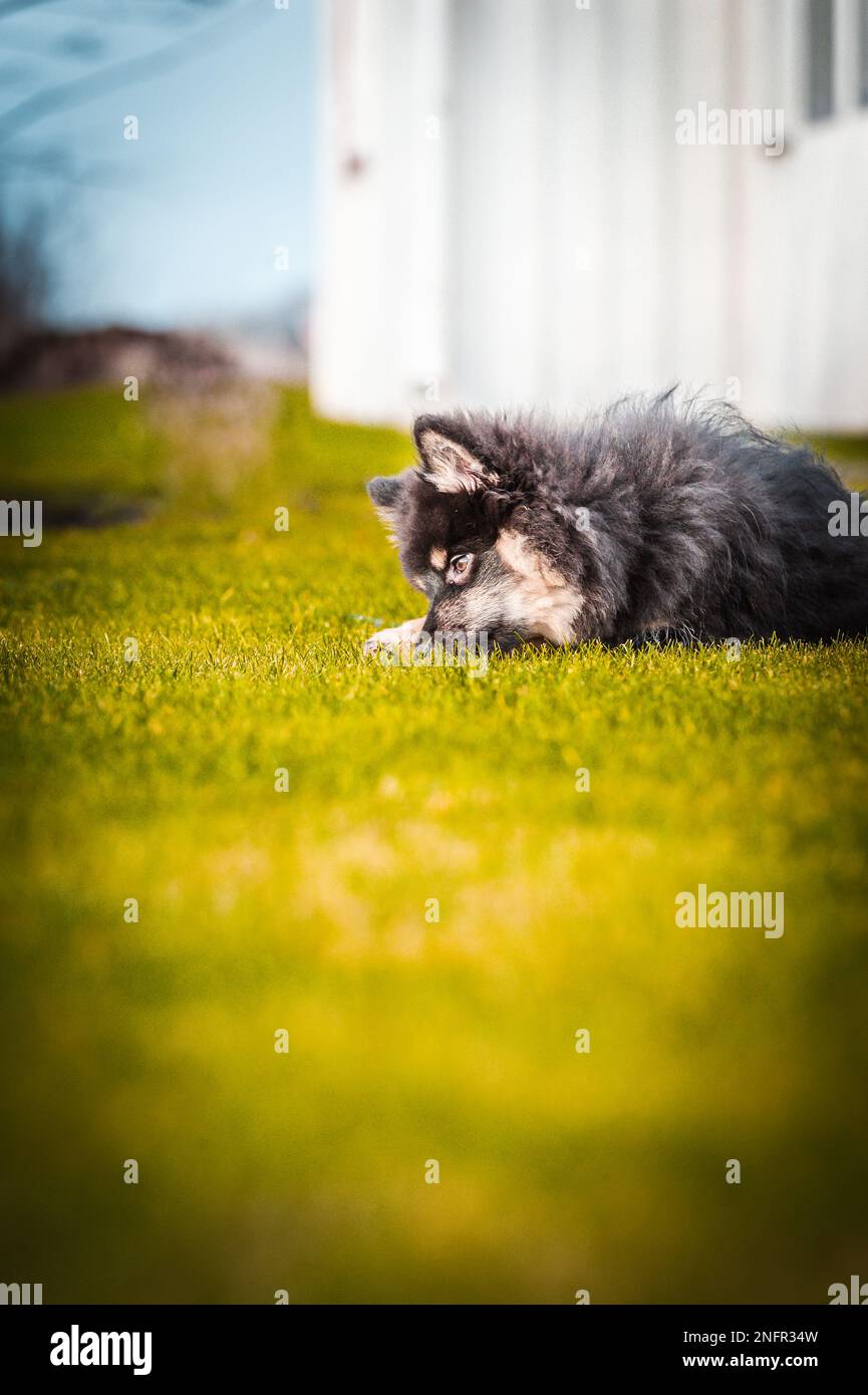 Ein süßes kleines Hündchen, das frei spielt und läuft. Ein finnischer Lapphund, der gerne herumläuft. Der Hund ist der beste Freund des Menschen Stockfoto