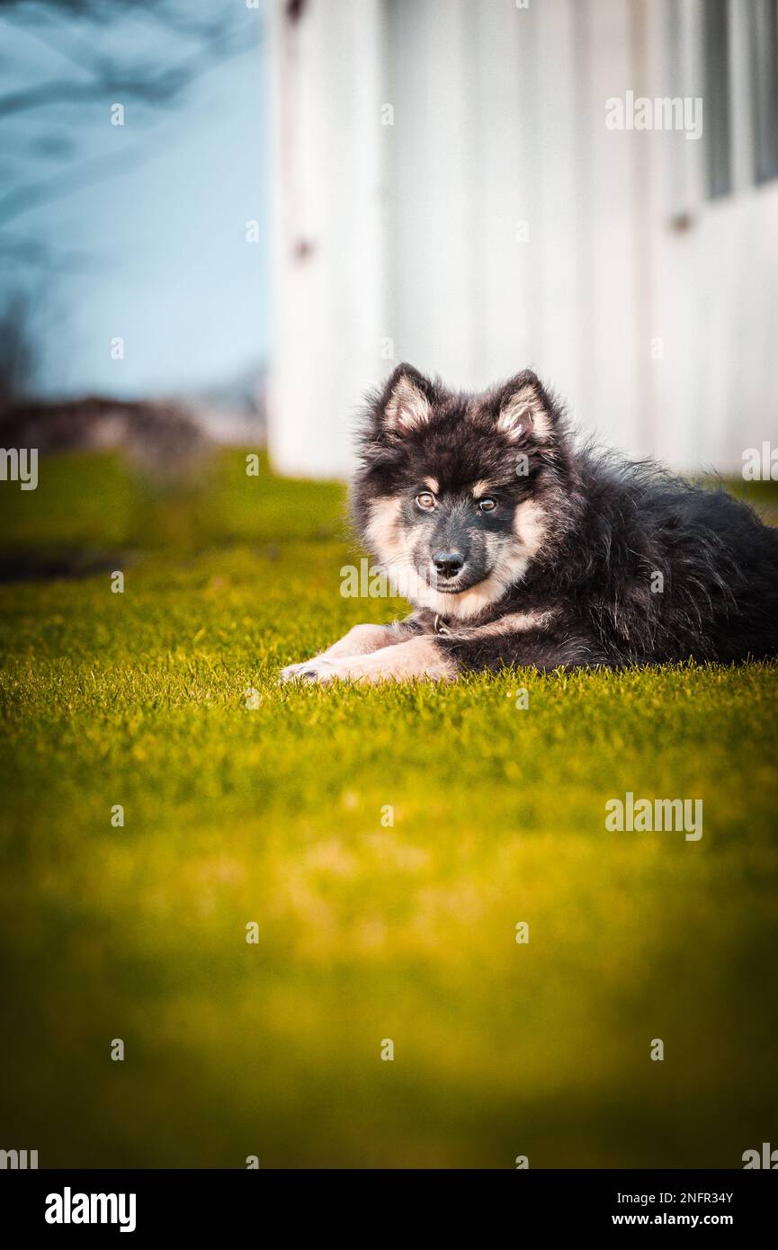 Ein süßes kleines Hündchen, das frei spielt und läuft. Ein finnischer Lapphund, der gerne herumläuft. Der Hund ist der beste Freund des Menschen Stockfoto
