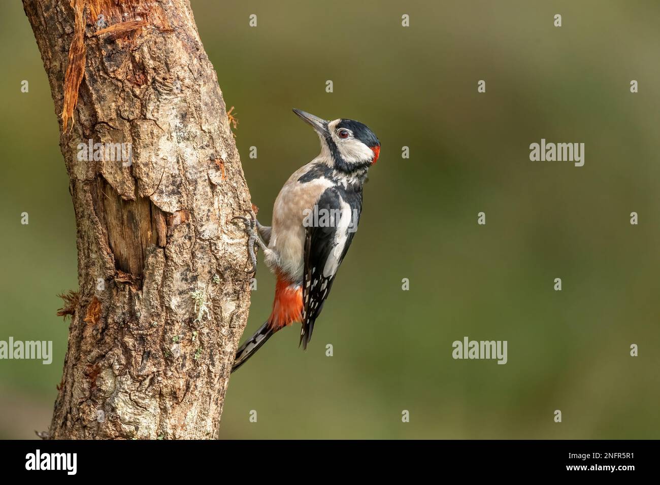 Specht, dendrocopos Major, männlich, in einem Wald, auf einem Baum im Sommer, Nahaufnahme Stockfoto