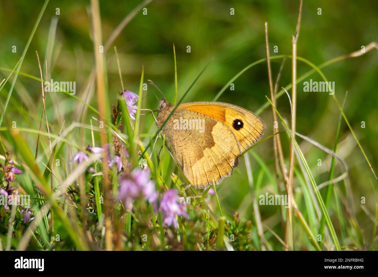 Meadow Brown Schmetterling, der sich von lila Heidekraut ernährt Stockfoto