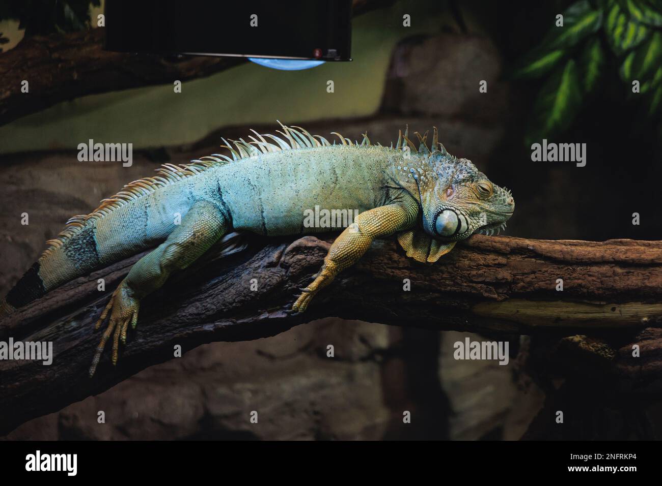 Grüner Leguan im schlesischen Zoologischen Garten in Chorzow, Schlesien in Polen Stockfoto