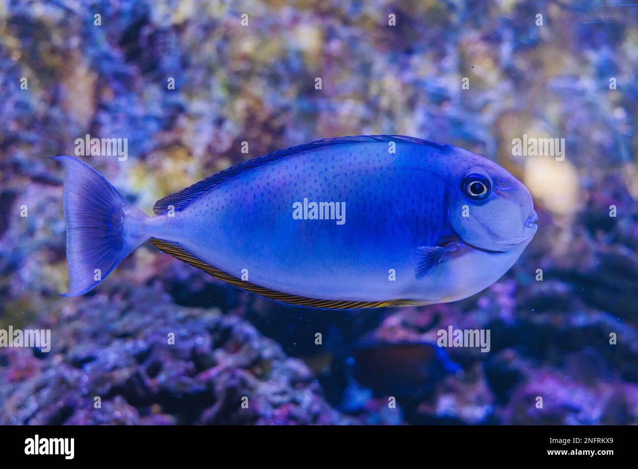 Nahaufnahme eines Naso vlamingii Fisches im Aquarium Stockfoto