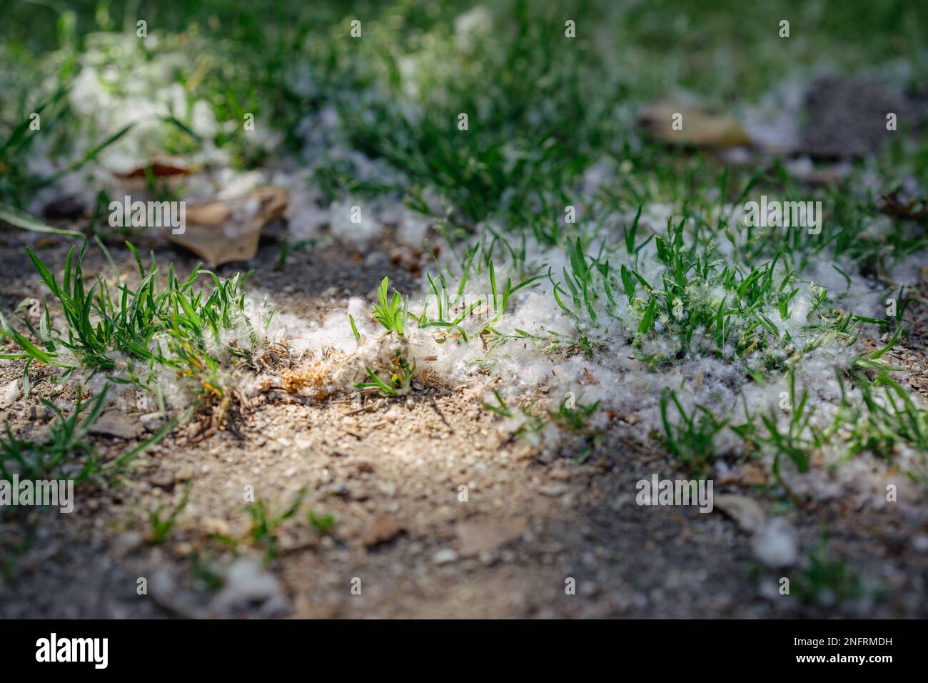 Ein Haufen Pappelholz-Fusseln fiel auf das Gras Stockfoto