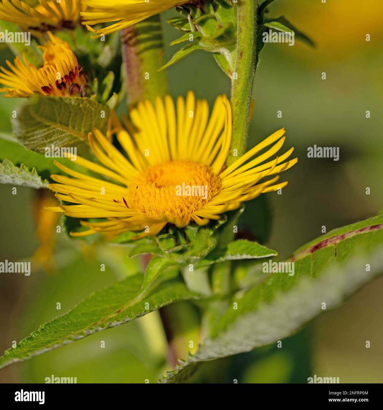 Blühendes Elektampan, Inula helenium, Nahaufnahme Stockfoto