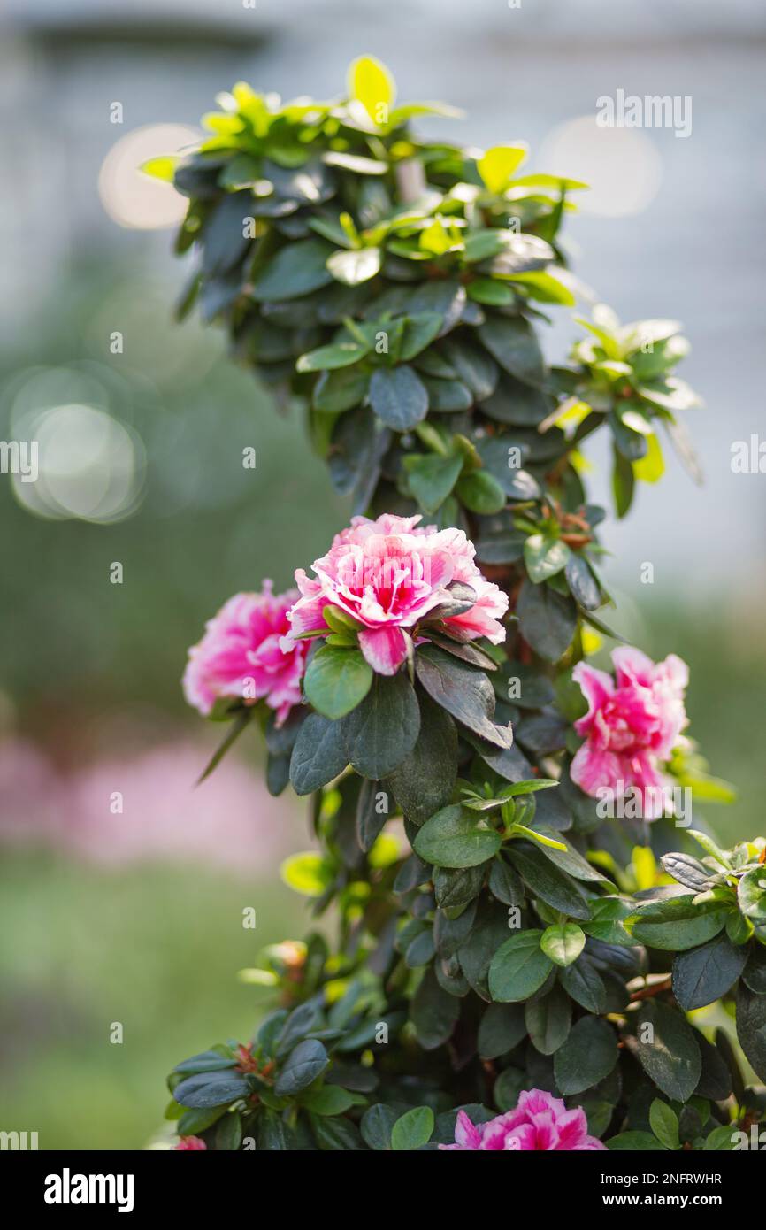Natürlicher Hintergrund mit blühender Azalea Indica Terra Nova. Frühlingssonnentag im Garten. Stockfoto
