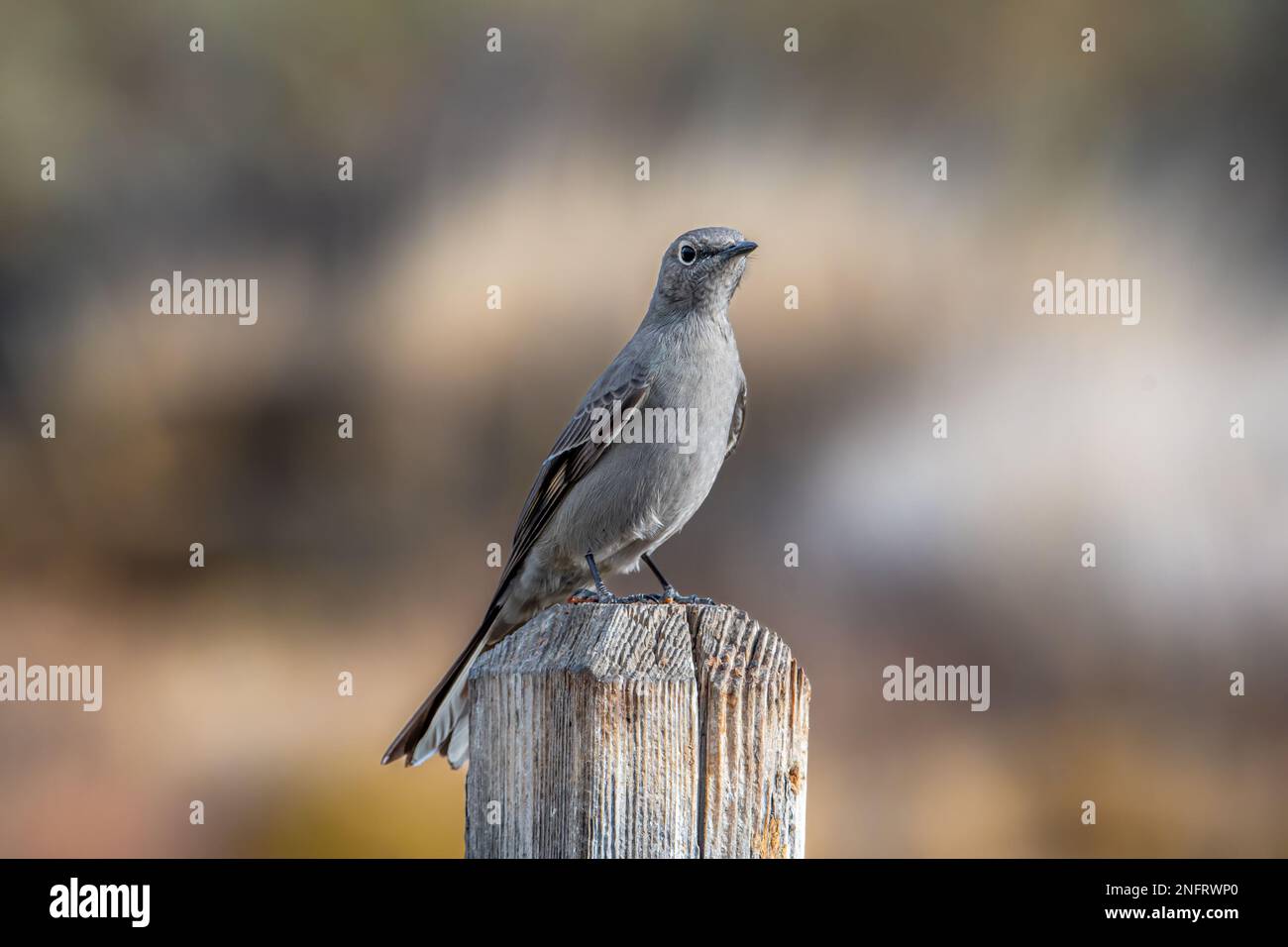 Die Solitär-Statue von Townsend stand auf einem Zaunpfahl in diesem Naturgebiet im Zentrum von Colorado. Stockfoto