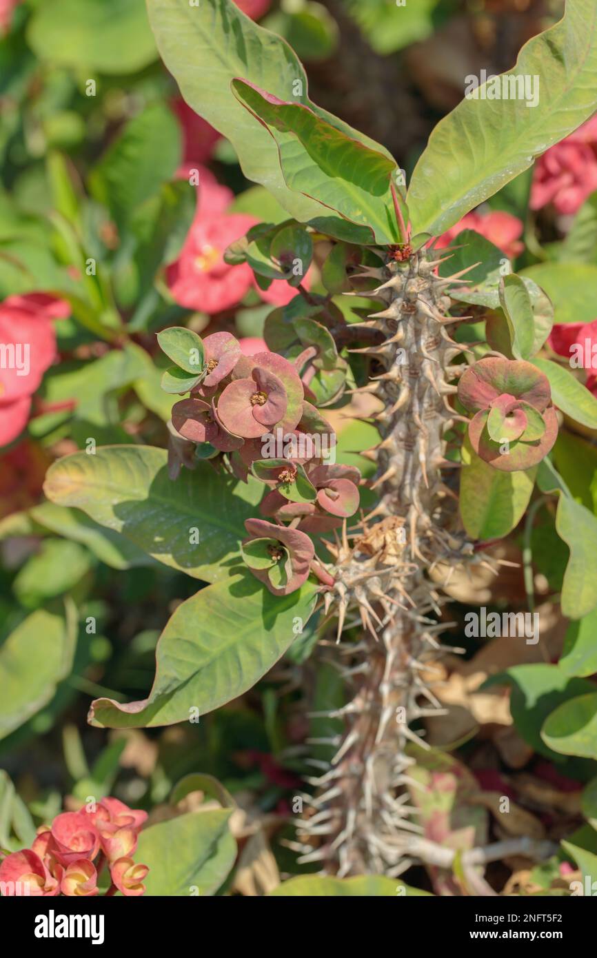 Uber die Varietät einer Dornenkrone (Euphorbia milii). Pflanzen können als natürliche Pestizide verwendet werden. Stockfoto