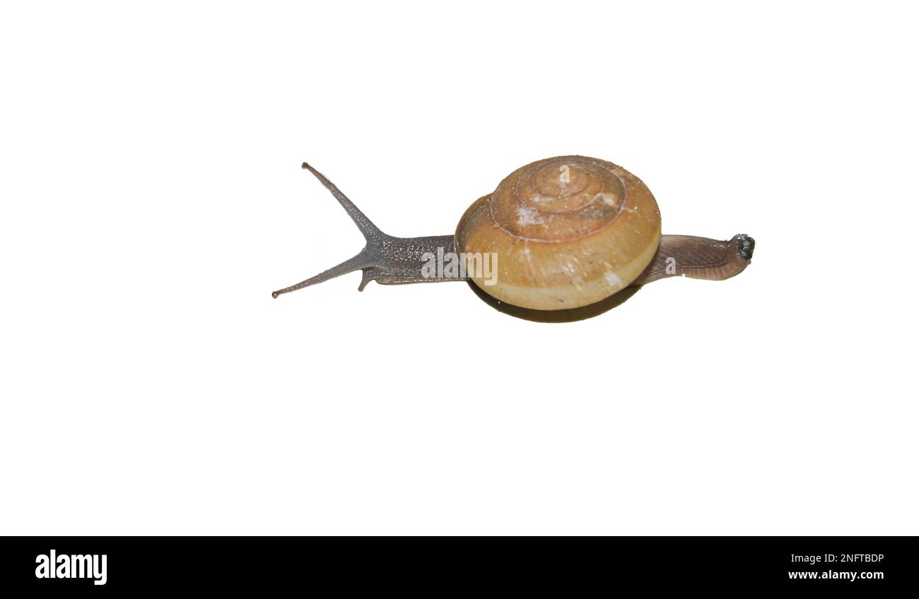 Bilder von Schnecken, die als Schädlinge eingestuft sind Stockfoto