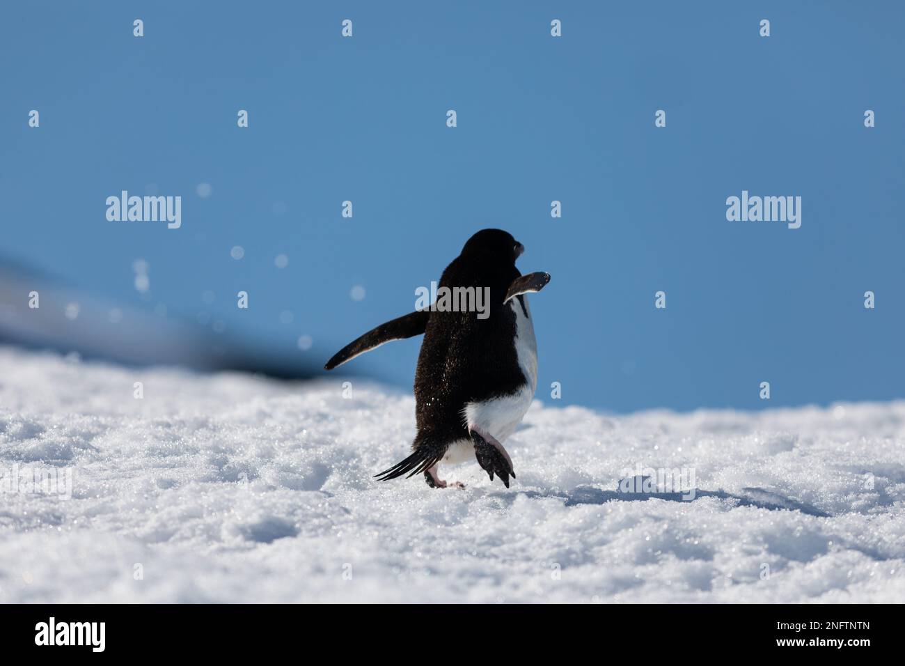 Adelie-Pinguin auf Peterman Island, Antarktis-Halbinsel Stockfoto