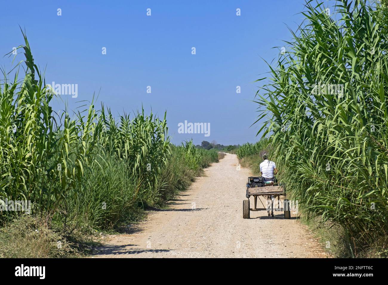 Ein albanischer Mann reitet im Sommer im Süden Albaniens mit dem Esel auf dem Dirtroad zwischen Maisfeld/Maisfeld auf dem Land Stockfoto