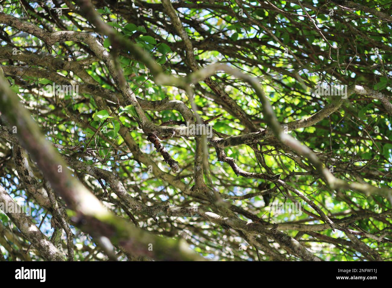Das Schneiden der Zweige eines Baumes, die sich im Wald fortbewegen, die Blätter ausbreiten, um die Sonne zu suchen. Stockfoto