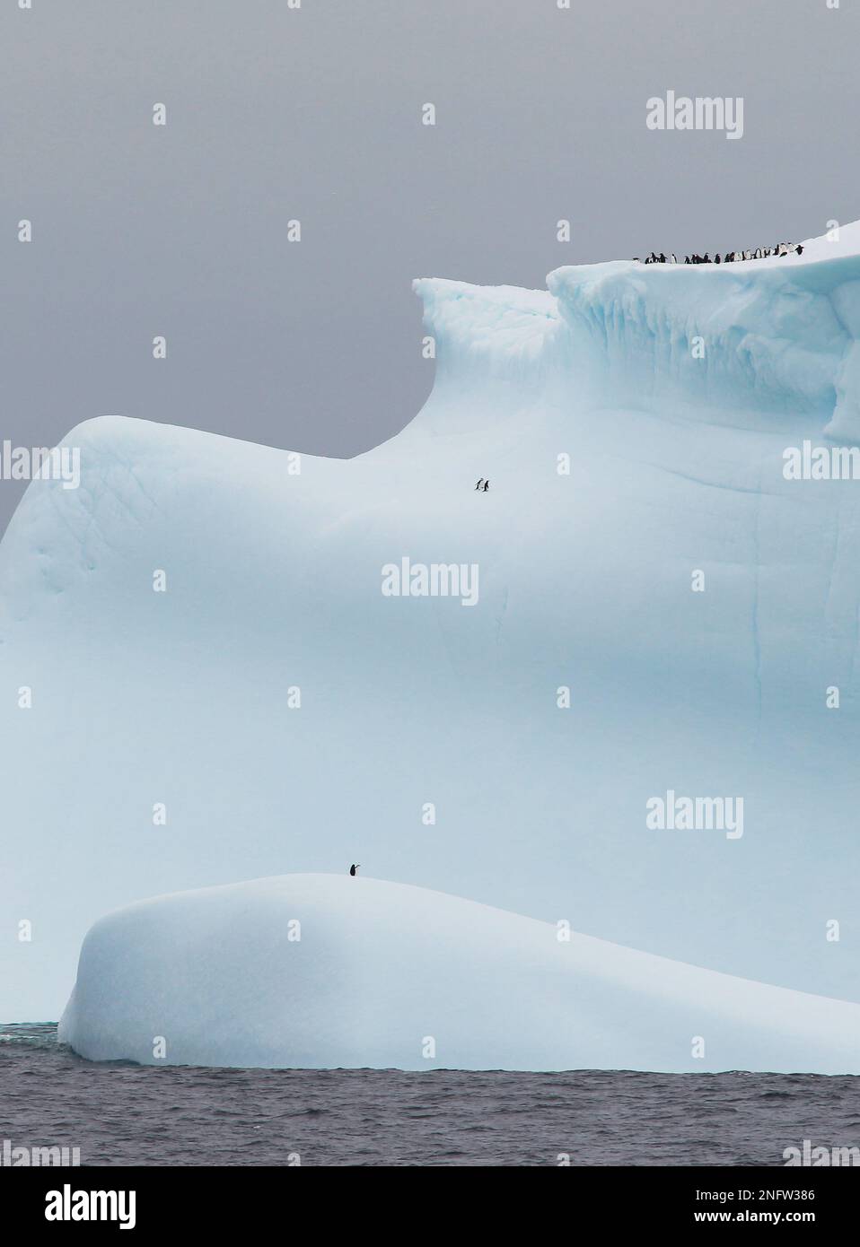 Kinnfalle-Pinguine auf dem Eisberg in der Antarktis, Süd-Orkneys Stockfoto
