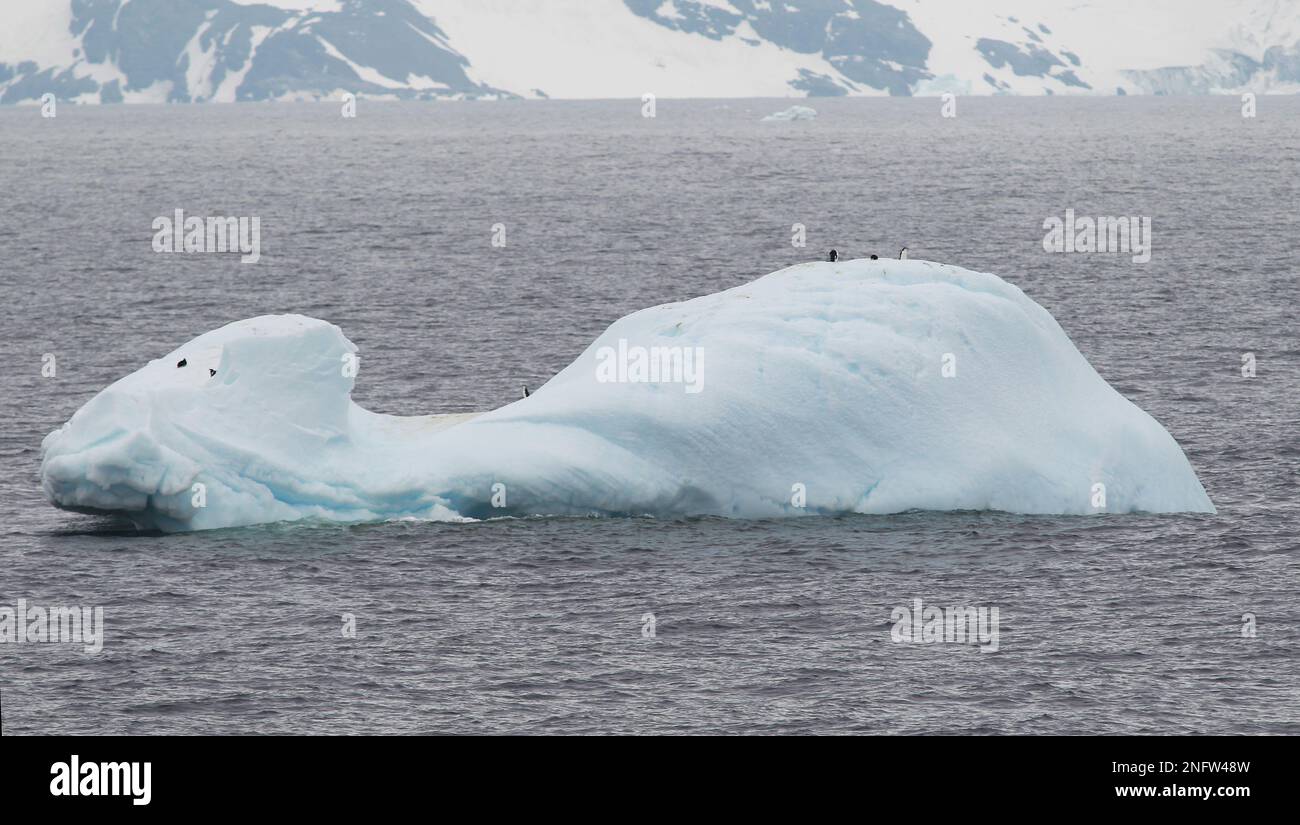 Kinnfalle-Pinguine auf dem Eisberg in der Antarktis, Süd-Orkneys Stockfoto